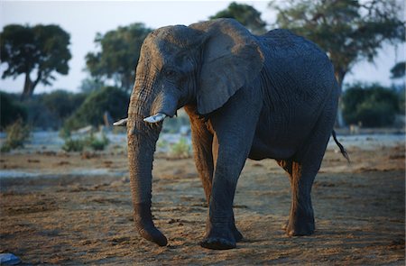 savannah sunset - African Elephant (Loxodonta africana) Stock Photo - Premium Royalty-Free, Code: 693-03311383