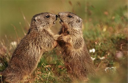 Zwei Murmeltiere auf Wiese Stockbilder - Premium RF Lizenzfrei, Bildnummer: 693-03311396