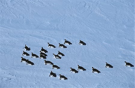 riiser-larsen - Antarctica, Weddell Sea, Riiser Larsen Ice Shelf, colony of Emperor Penguin Foto de stock - Sin royalties Premium, Código: 693-03311424