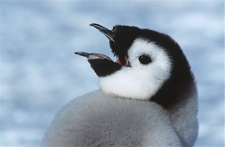 Gros plan des juvéniles Emperor Penguin avec bec ouvert Photographie de stock - Premium Libres de Droits, Code: 693-03311425