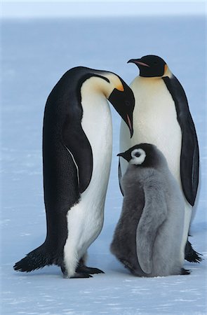 Antarctica, Weddel Sea, Atka Bay, Emperor Penguin Family Foto de stock - Sin royalties Premium, Código: 693-03311421