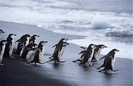 pingüim-antártico - Chinstrap Penguins (Pygoscelis antarcticus) colony walking into sea Foto de stock - Royalty Free Premium, Número: 693-03311430