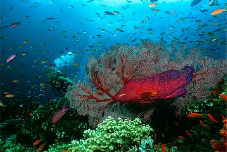 Scuba diver, Coral grouper and school of fish on coral reef Stock Photo - Premium Royalty-Free, Code: 693-03311985