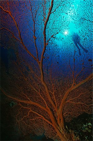 Gorgonian sea fan with sunshine on surface and silhouette of diver Foto de stock - Sin royalties Premium, Código: 693-03311989