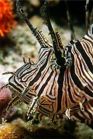 Red firefish, close-up of head Foto de stock - Sin royalties Premium, Código: 693-03311981