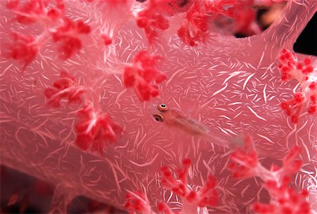 Goby fish swimming along spiral coral Foto de stock - Sin royalties Premium, Código: 693-03311996