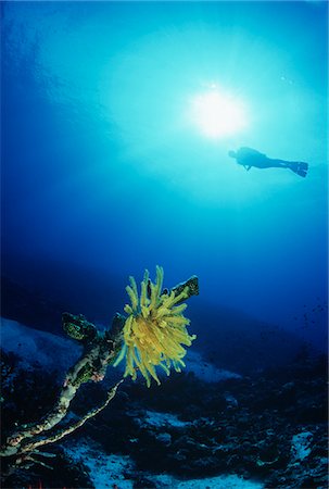 simsearch:693-03312000,k - Feather star avec la silhouette du plongeur en arrière-plan Photographie de stock - Premium Libres de Droits, Code: 693-03311999