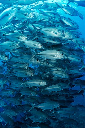 Grande école d'obèse trevally fish Photographie de stock - Premium Libres de Droits, Code: 693-03311992