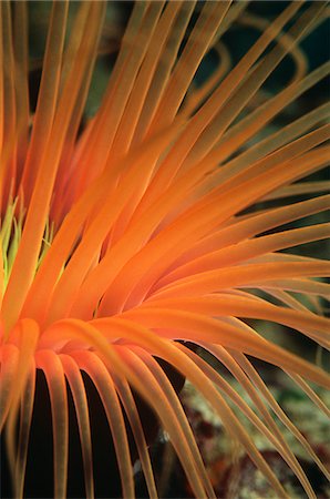 papua new guinea - Orange tube anemone, close-up Stock Photo - Premium Royalty-Free, Code: 693-03312004