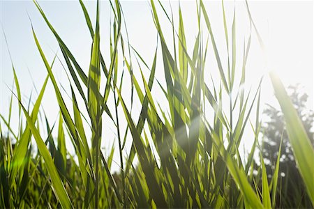 fotosintesi - Close-up of grass in field on sunny day Fotografie stock - Premium Royalty-Free, Codice: 693-03312061