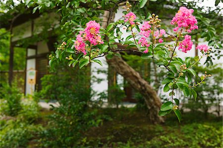 simsearch:693-03312841,k - Japan, Himeji, Himeji Koko-en Gardens Fotografie stock - Premium Royalty-Free, Codice: 693-03312567
