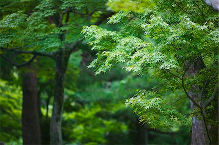 simsearch:693-03312841,k - Japan, Kyoto, Tofuku-ji Temple, Maple trees Fotografie stock - Premium Royalty-Free, Codice: 693-03312574