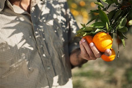 Man touching oranges on tree, mid section Foto de stock - Sin royalties Premium, Código: 693-03312665