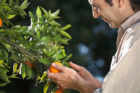 Farmer looking at oranges on tree Stock Photo - Premium Royalty-Free, Code: 693-03312674