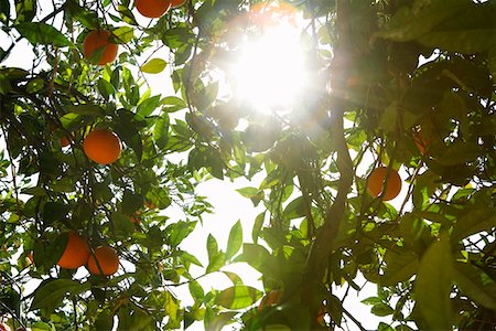 fruit backlit nobody - Sunlight breaking through orange tree Stock Photo - Premium Royalty-Free, Code: 693-03312675