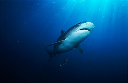 Tiger Shark (galelcerdo cuvieri), underwater view Stock Photo - Premium Royalty-Free, Code: 693-03312827