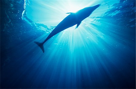 Bottlenose dolphin (tursiops truncatus), underwater view Stock Photo - Premium Royalty-Free, Code: 693-03312835