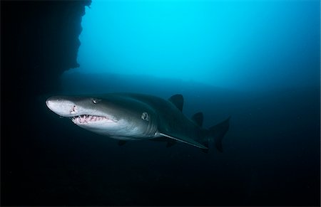 Sand tiger shark (carcharias taurus), underwater view Stock Photo - Premium Royalty-Free, Code: 693-03312831