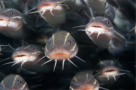 School of Striped catfish Foto de stock - Sin royalties Premium, Código: 693-03312833