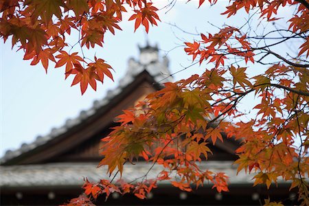 simsearch:693-03312841,k - Japan, Kyoto, Tenju-an Temple roof with Japanese maple tree in foreground, Autumn Fotografie stock - Premium Royalty-Free, Codice: 693-03312843