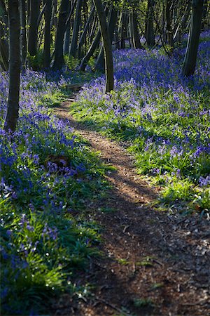 flowering trees and path - Purple Wildflowers on Path Stock Photo - Premium Royalty-Free, Code: 693-03313140