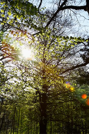 Lumière du soleil dans les arbres Photographie de stock - Premium Libres de Droits, Code: 693-03313160