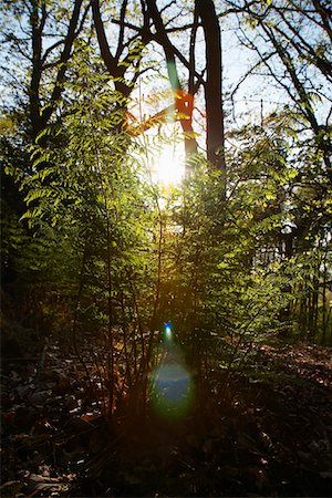 Lumière du soleil dans les arbres Photographie de stock - Premium Libres de Droits, Code: 693-03313163