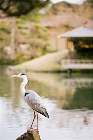 Grey Heron dans jardin Korakuen à Okayama Photographie de stock - Premium Libres de Droits, Code: 693-03313505