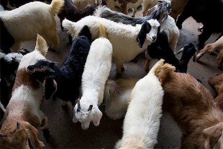 simsearch:693-03313692,k - Dubai, UAE, Goats for sale at Shindagha Market in Bur Dubai Stock Photo - Premium Royalty-Free, Code: 693-03313684