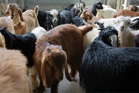 simsearch:693-03313692,k - Dubai, UAE, Goats for sale at Shindagha Market in Bur Dubai Stock Photo - Premium Royalty-Free, Code: 693-03313683