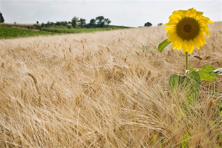 sunflowers in france - Sunflower in wheatfield Foto de stock - Sin royalties Premium, Código: 693-03313896