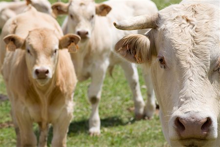 Vaches dans le champ Photographie de stock - Premium Libres de Droits, Code: 693-03313934