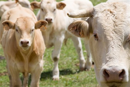 french cows - Cows in field Stock Photo - Premium Royalty-Free, Code: 693-03313934