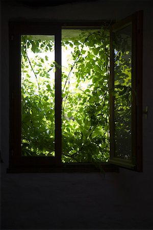 Shrubbery behind window Foto de stock - Royalty Free Premium, Número: 693-03313942