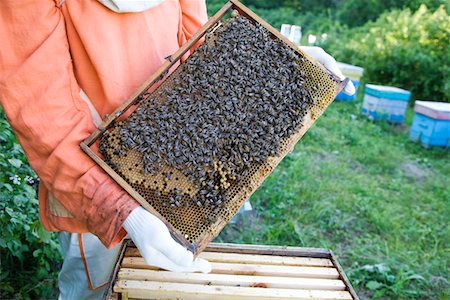 Beekeeper Holding Honeycomb with Honey Bees Stock Photo - Premium Royalty-Free, Code: 693-03313996