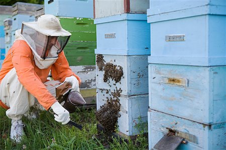 Beekeeper Tending Beehives Stock Photo - Premium Royalty-Free, Code: 693-03313998