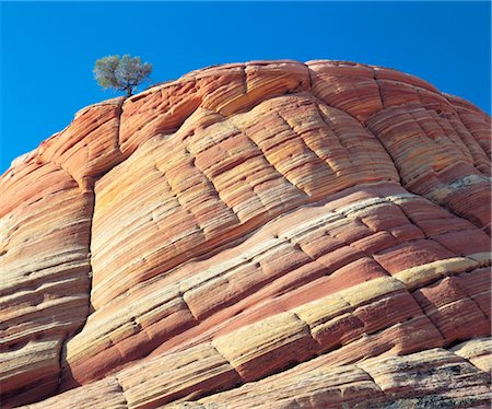 durabilité - Pine tree growing in cliff Stock Photo - Premium Royalty-Free, Code: 693-03363612