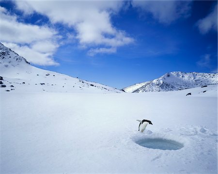 penguin on mountain - Penguin Looking Down a Hole in the Ice Stock Photo - Premium Royalty-Free, Code: 693-03363685