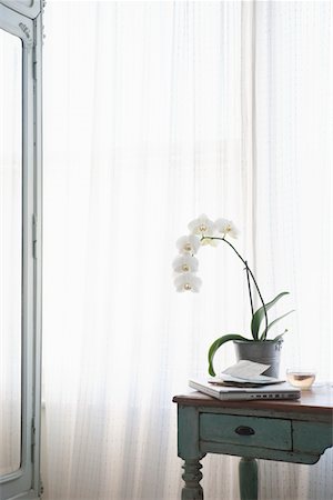 Orchid und Laptop mit Buchstaben auf Tisch am Fenster Stockbilder - Premium RF Lizenzfrei, Bildnummer: 693-03440867