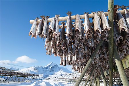snow frame - Fish hang on drying rack in Norwegian fishery Stock Photo - Premium Royalty-Free, Code: 693-03474609