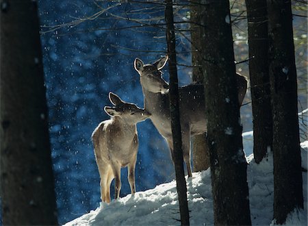 deer winter - Red deer doe with cub Stock Photo - Premium Royalty-Free, Code: 693-03557720