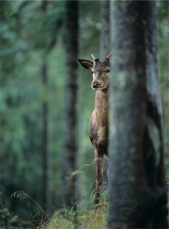 rothirsch - Young red deer stag peeking from behind tree Foto de stock - Sin royalties Premium, Código: 693-03557721