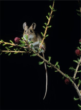 Kangaroo rat on twig Stock Photo - Premium Royalty-Free, Code: 693-03557734