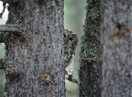 simsearch:6110-08715140,k - Owl peeking from behind tree Foto de stock - Sin royalties Premium, Código: 693-03557736