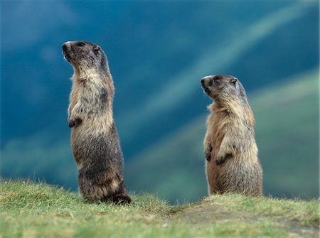 symmetrical animals - Two Marmots Stock Photo - Premium Royalty-Free, Code: 693-03557730