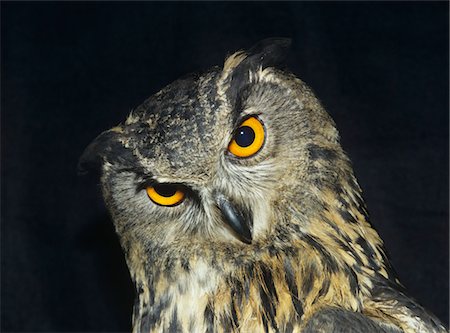 european eagle owl - Owl, head shot Foto de stock - Sin royalties Premium, Código: 693-03565619