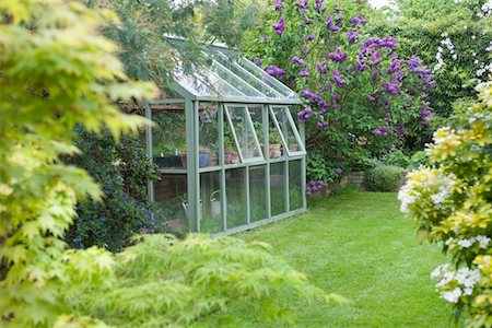 english garden not people - Greenhouse in back garden with open windows for ventilation Stock Photo - Premium Royalty-Free, Code: 693-03617092