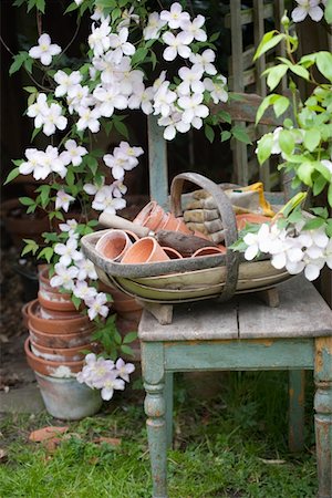 Flowering Clematis and garden tools Foto de stock - Sin royalties Premium, Código: 693-03617093