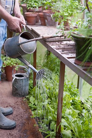 english (people) - Watering plants in a potting shed Stock Photo - Premium Royalty-Free, Code: 693-03617107