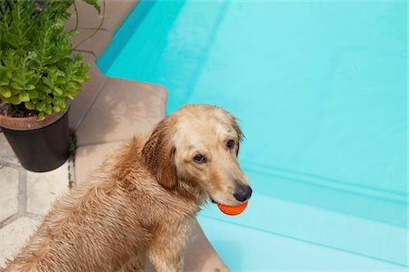 Mixed breed Golden Retriever-Poodle at swiiming pool with ball in mouth Foto de stock - Sin royalties Premium, Código: 693-03644085